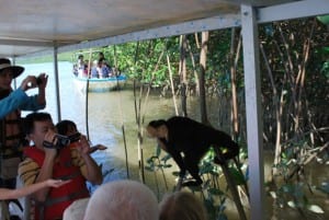 Monkey mangrove tour