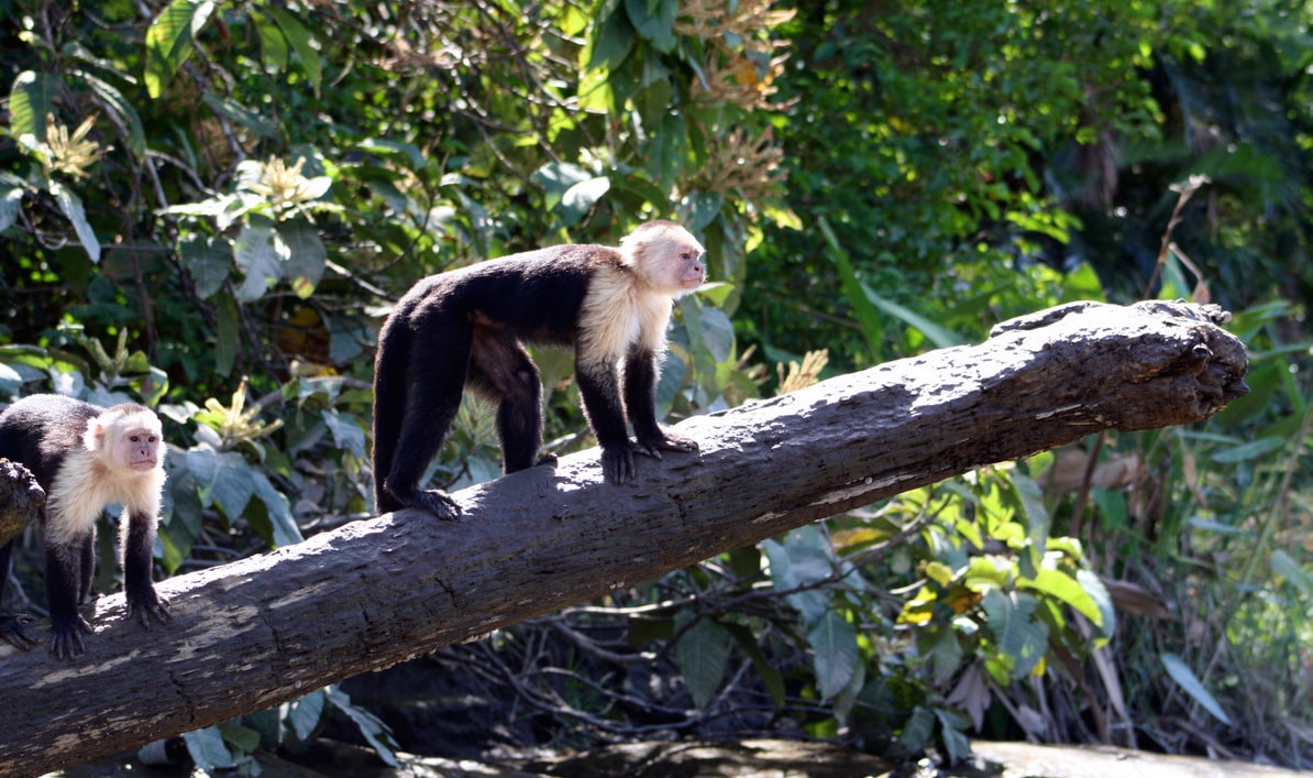 monkey tours jaco costa rica