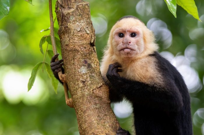 Manuel Antonio National Park Tour