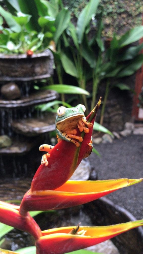 frogs in La Paz Waterfall garden