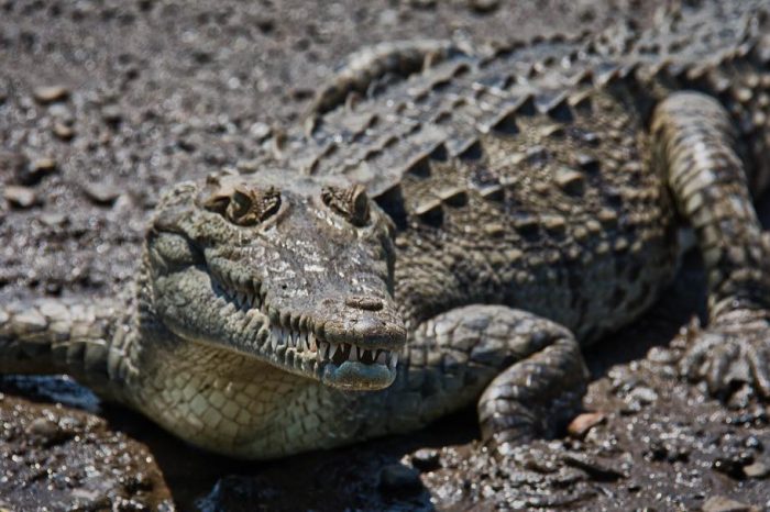 Crocodile Jungle tour – Tarcoles Jaco beach Costa Rica